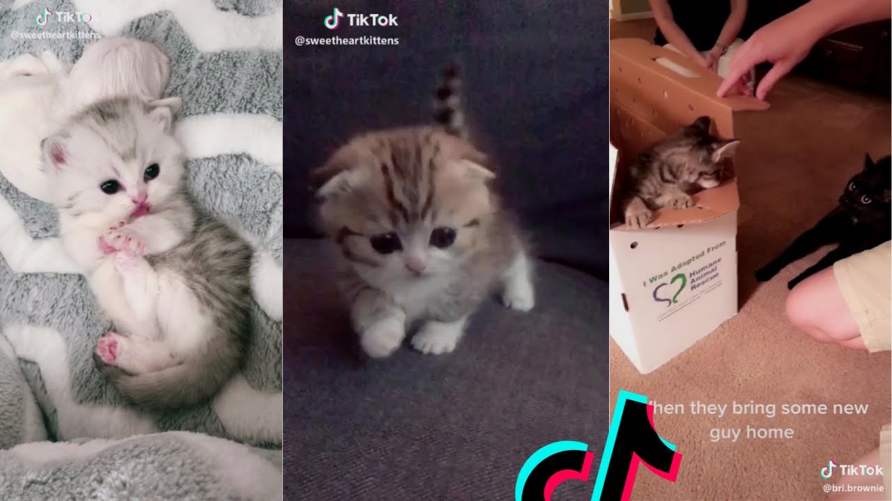 tik toks cat funny compilation World Cat Comedy
