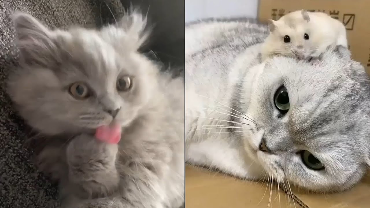 Funny And Cute Cats Funniest Cat Videos 2020 10 World
