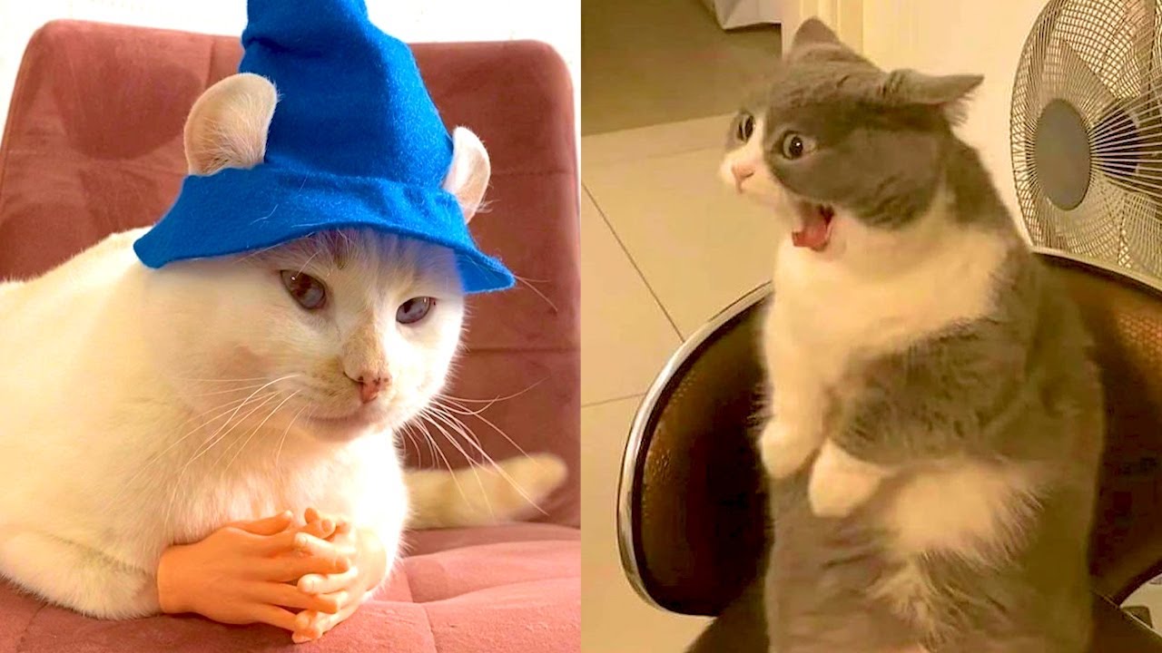 BEST DANK CAT MEMES COMPILATION OF 2021 PART 44 (Funny Cats) World