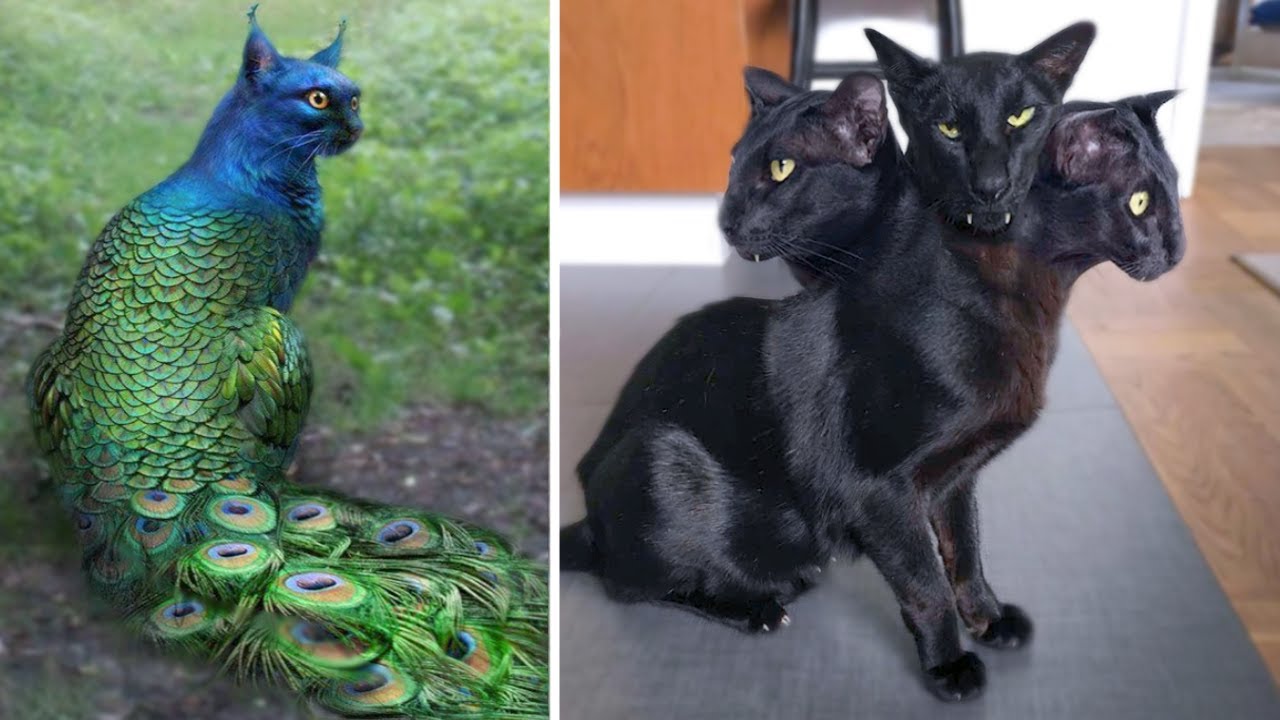 15 Abnormally Strange Cats That Actually Exist World Cat Comedy