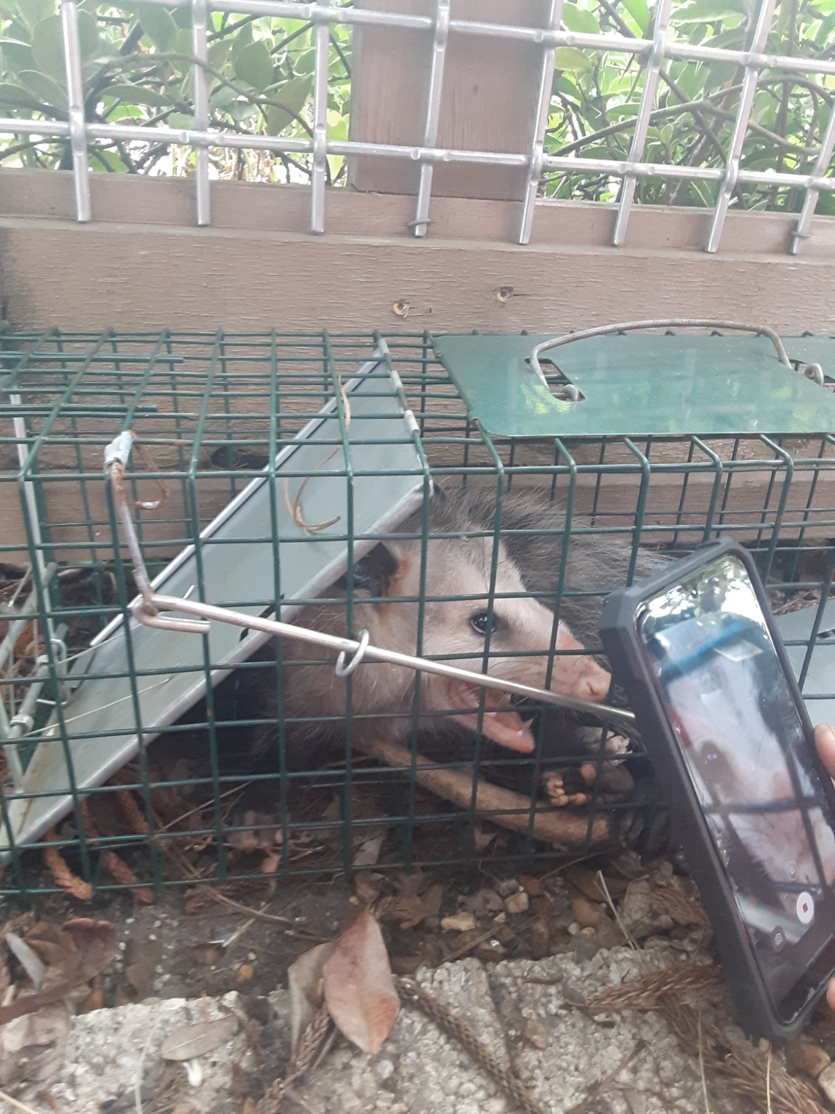 Wildlife Removal & Rodent Removal for Tampa & Surrounding Counties