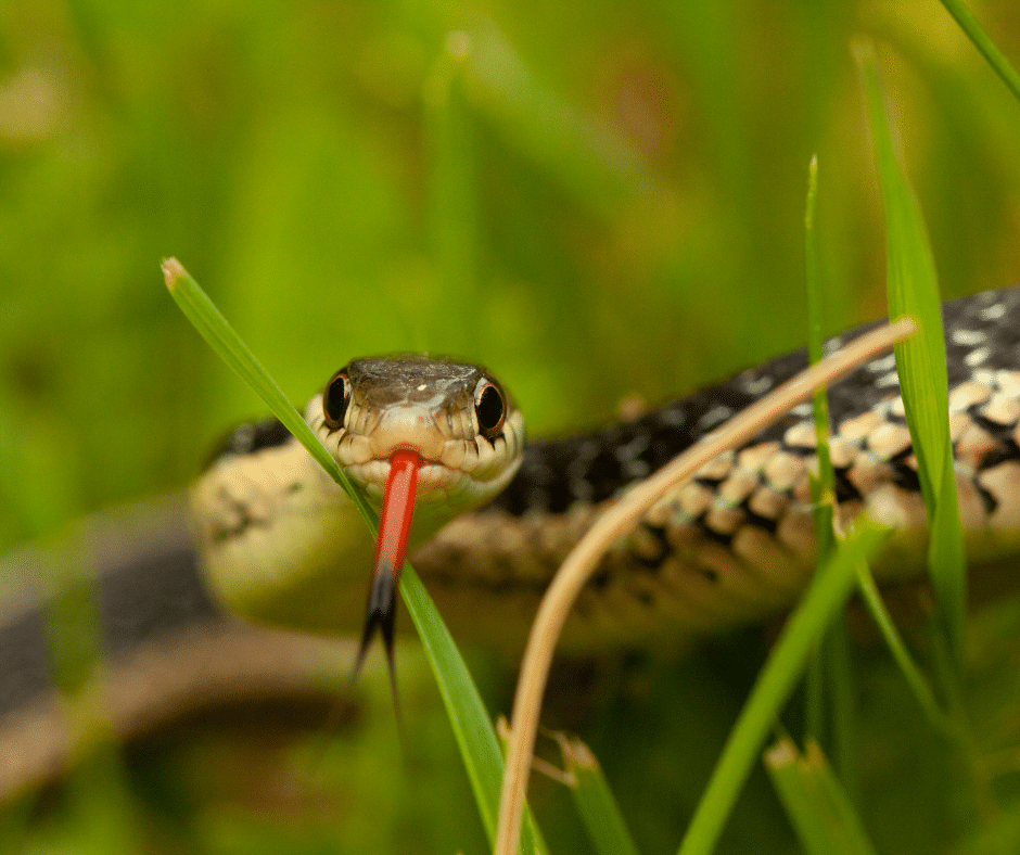 Snakes in the Garden World Class Wildlife Removal