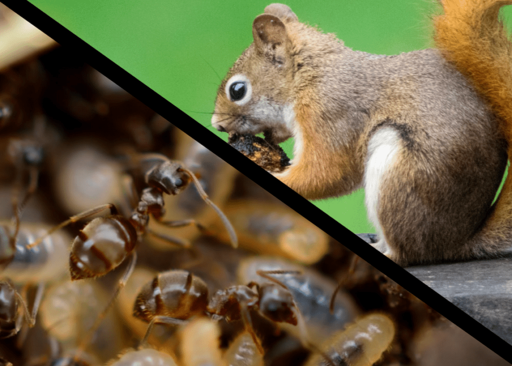 What's the Difference Between Animal Control and Pest Control? World Class Wildlife Removal