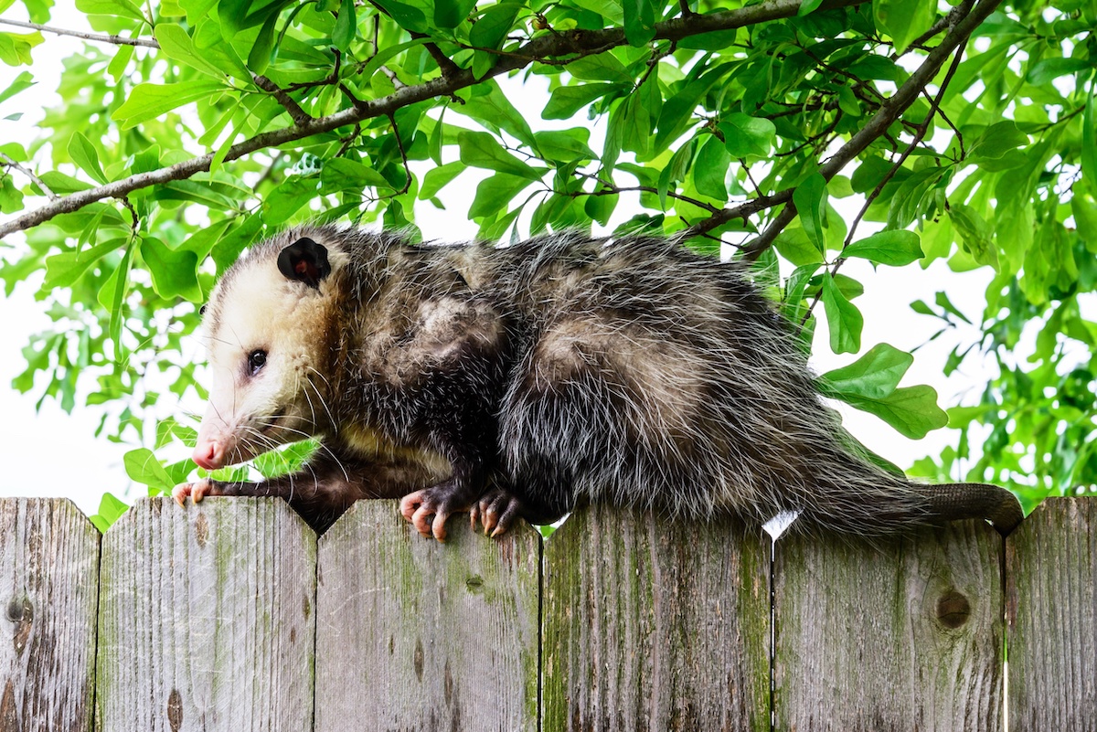 How to Remove an Opossum and What to Know About Them