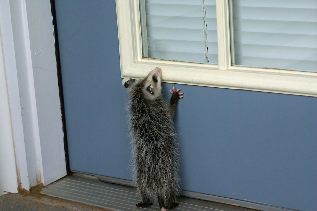 How to Remove an Opossum and What to Know About Them