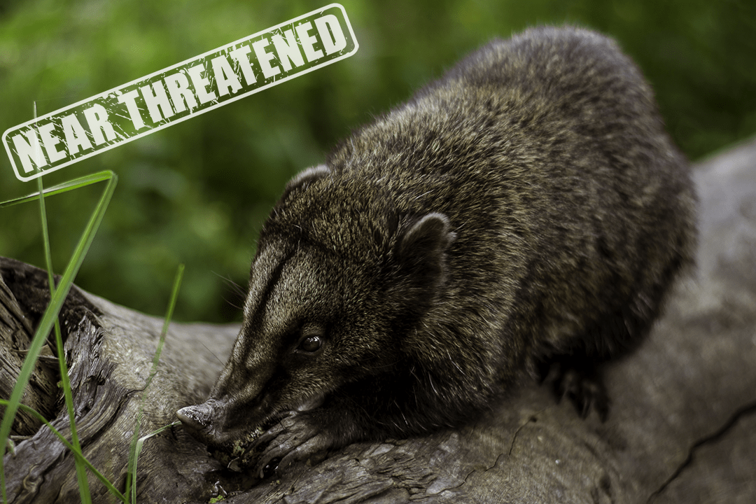 About WCD World Coati Day