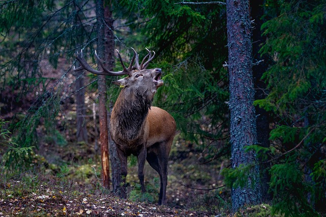 Where do Deer Go When it Rains? (and why they go there) World Deer