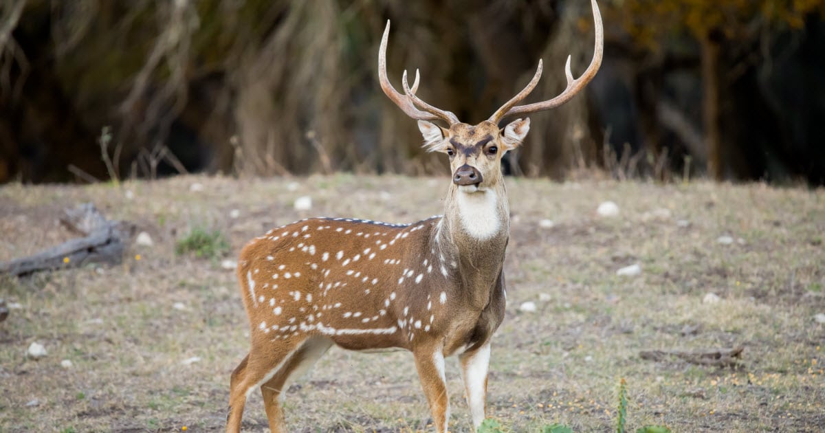 Axis Deer Facts & Information Chital Deer (Axis Axis) World Deer