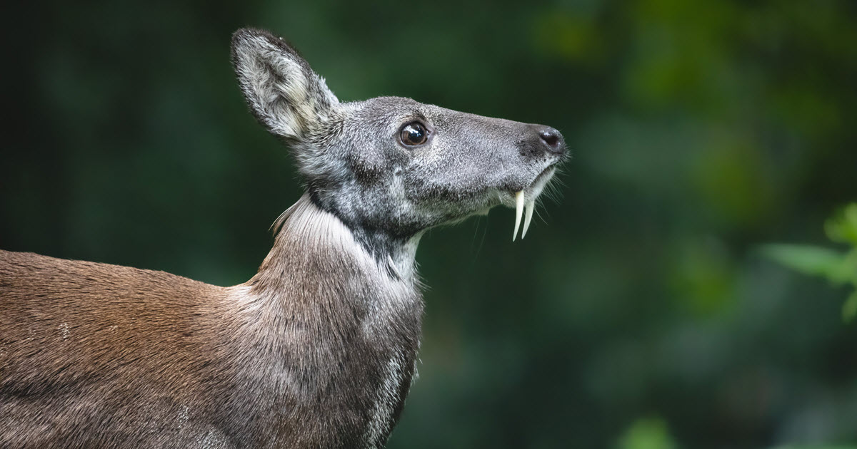 Vampire Deer Facts (why some deer have fangs) World Deer