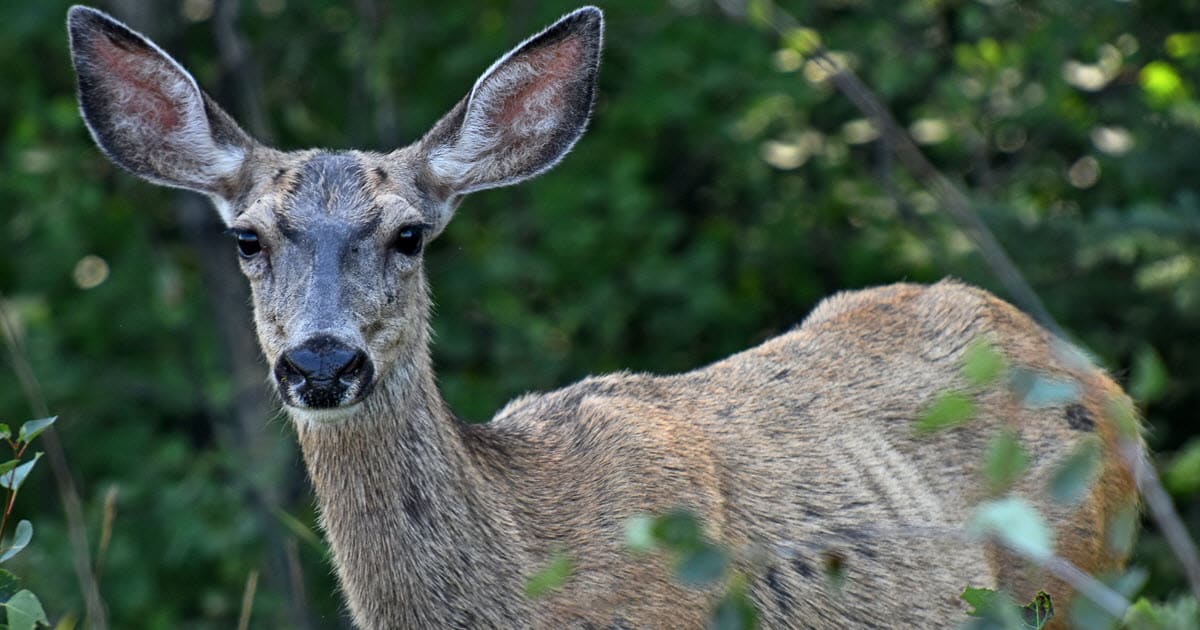 Deer Diseases A Comprehensive List of Deer Illnesses