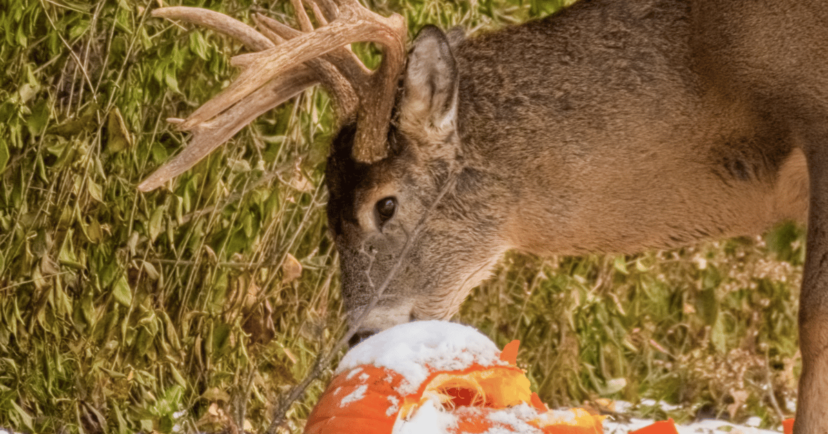 Do Deer Eat Pumpkins? [ANSWERED] World Deer