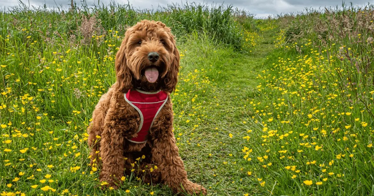 Cockapoo Dog Breed Information & Characteristics World Dog Finder