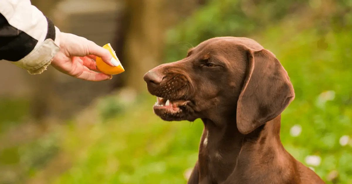 Can Dogs Eat Lemons