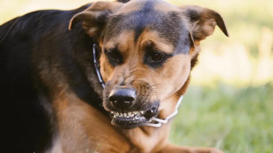 What Does Dog Growling Mean?