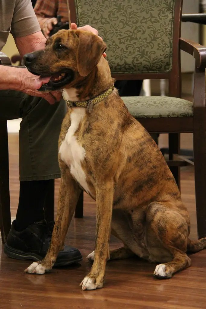 Interesting facts about the Plott Hound breed