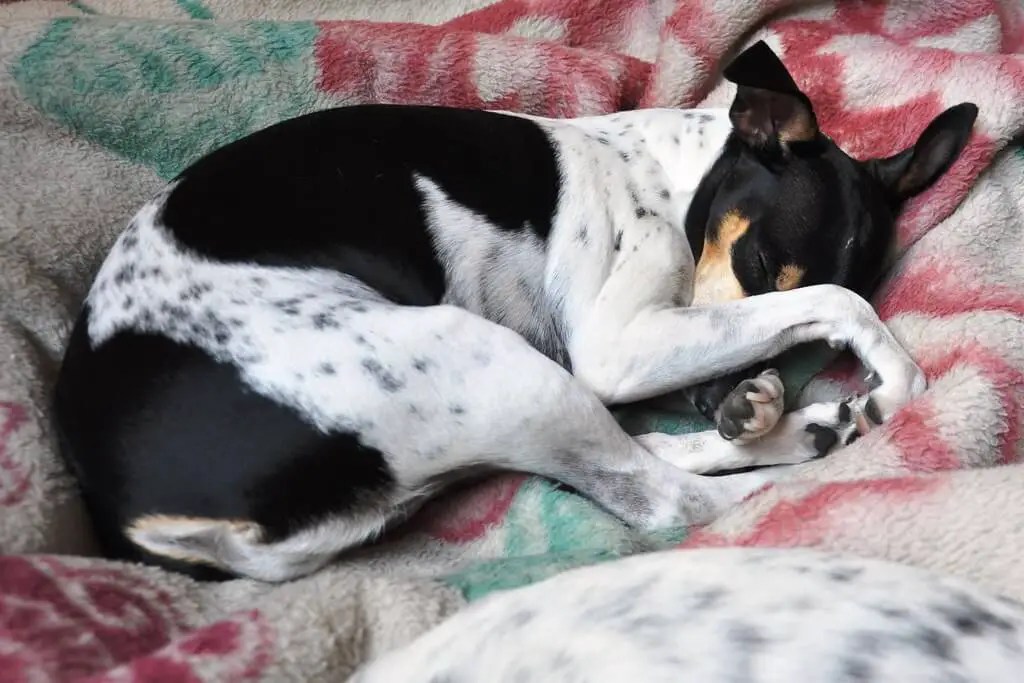 Rat Terrier vermin control breed