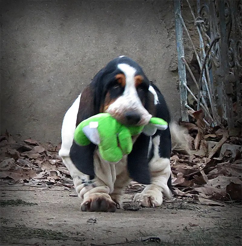 Breenbrass Basset Hounds kennel Dog breeder