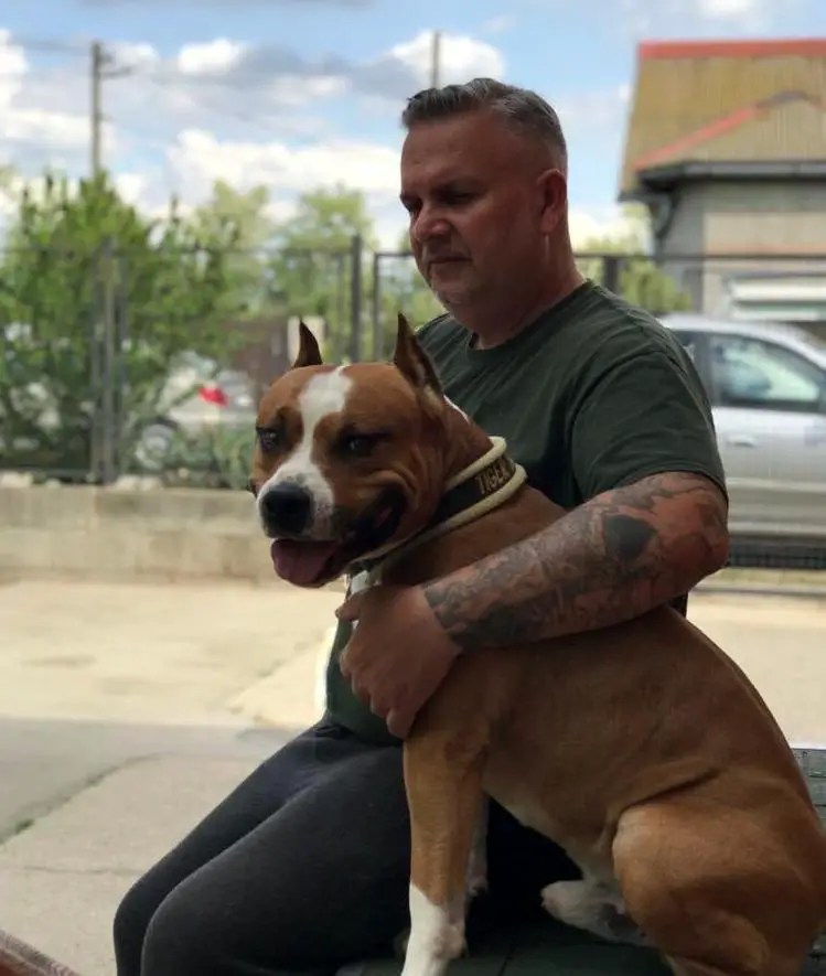 Tiger Tattoo's Dog Breeder 885_x_749_jpg