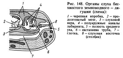 среднее ухо земноводных. орган слуха амфибий. строение органа слуха земноводных. функции среднего уха у лягушки. эволюция органа слуха.