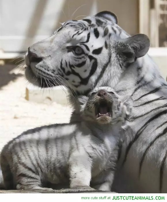 20 Beautiful Animals Photos That You Have To See World inside pictures