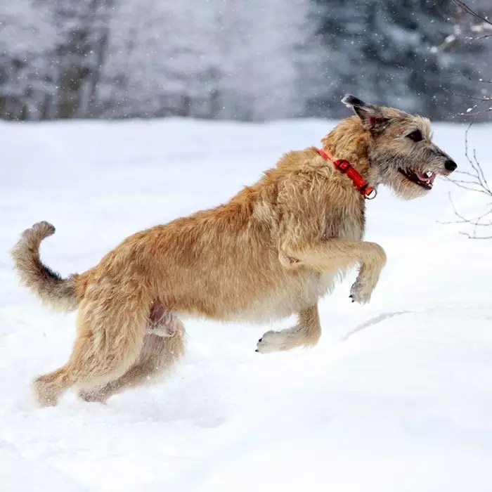 The 10 Most Expensive Dog Breeds World inside pictures