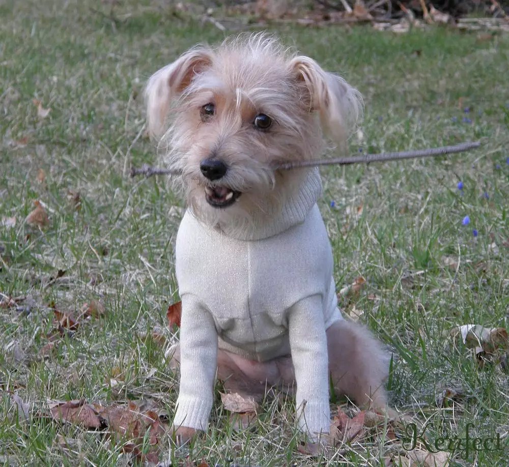 22 DIY Ideas to Create Dog Sweater World inside pictures