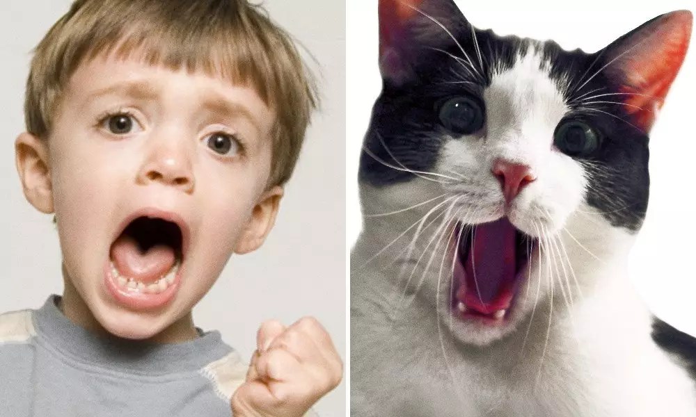 9 HeartMelting Photos That Prove Animals Can Feel Just As Many