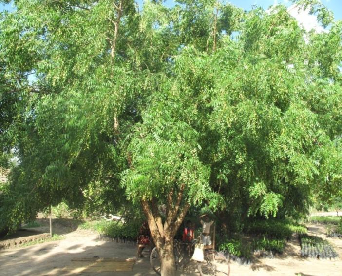 World Neem Organisation