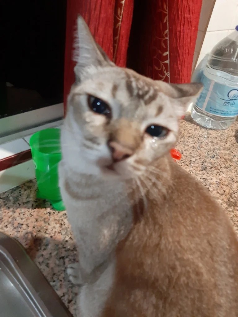 This Cat is Crying Because of Onions Being Cut and Malaysians Can't Get