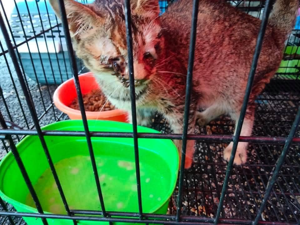 Selangor Shelter For Stray Cats Deemed "A Torture Centre Where Cats