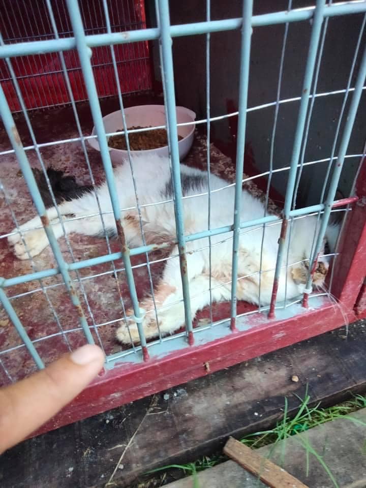 Selangor Shelter For Stray Cats Deemed "A Torture Centre Where Cats