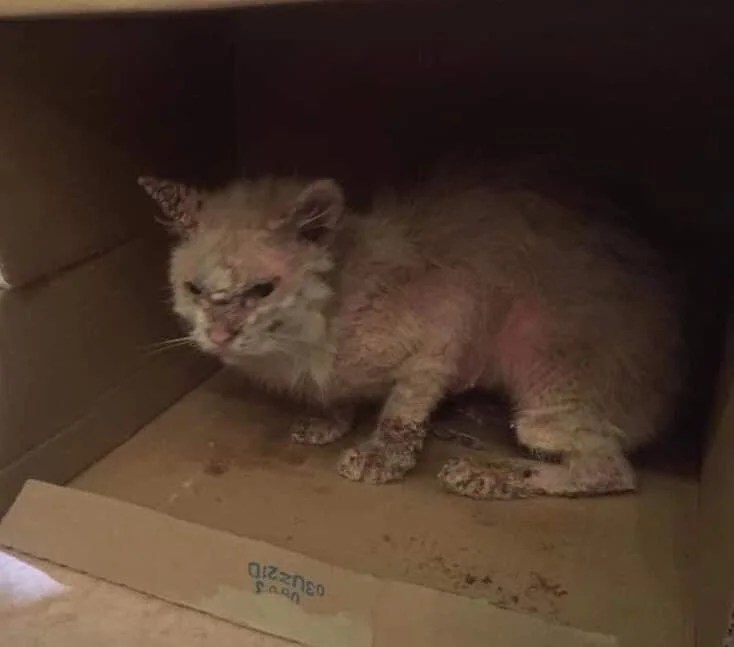 ‘Rags to riches’ Sick Stray Cat Transforms Into Beautiful Spoilt Kitty