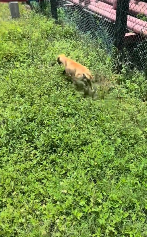 WATCH M’sians Praise Abang Bomba for Helping Stray Dog That Got Its