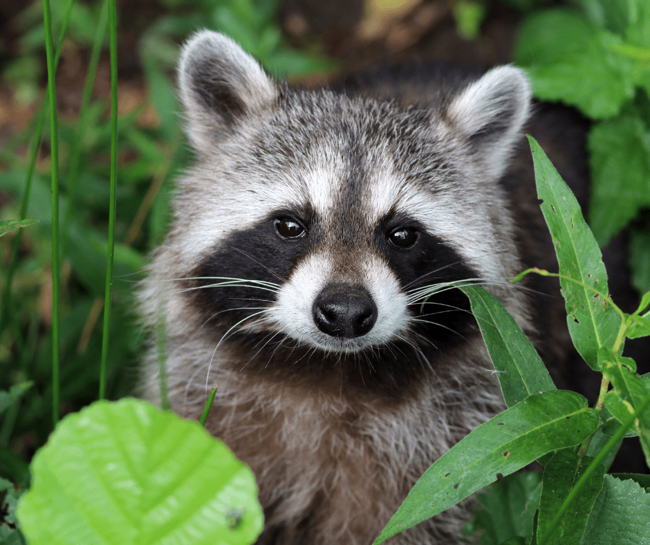 Interesting Facts About Bats Awesome Creatures of the Night World of