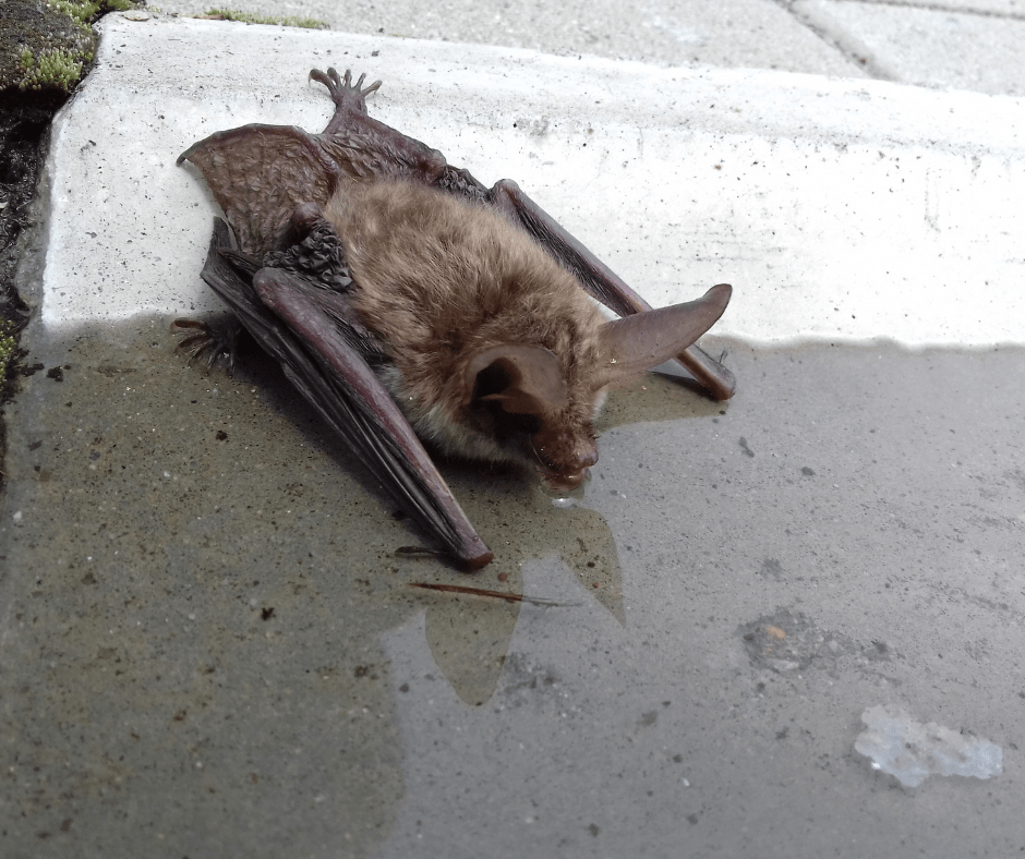 Interesting Facts About Bats Awesome Creatures of the Night World of