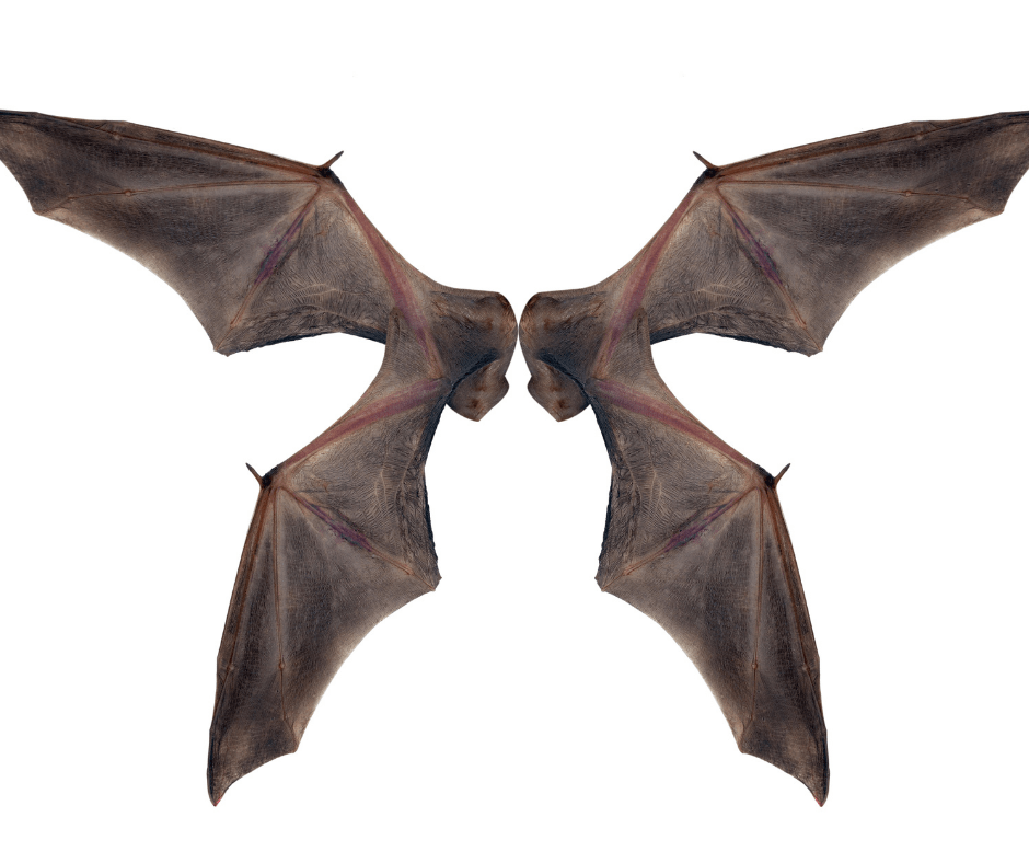 Interesting Facts About Bats Awesome Creatures of the Night World of