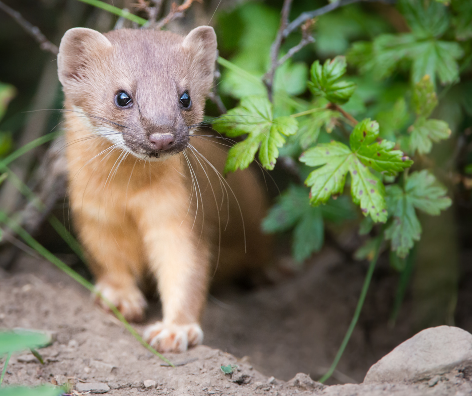 Cave Dwellers Cave Wildlife 101 World of Caves