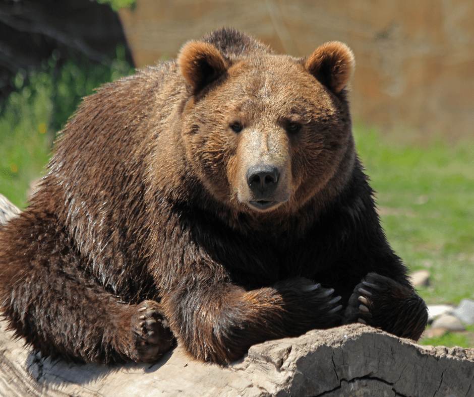 Cave Dwellers Cave Wildlife 101 World of Caves