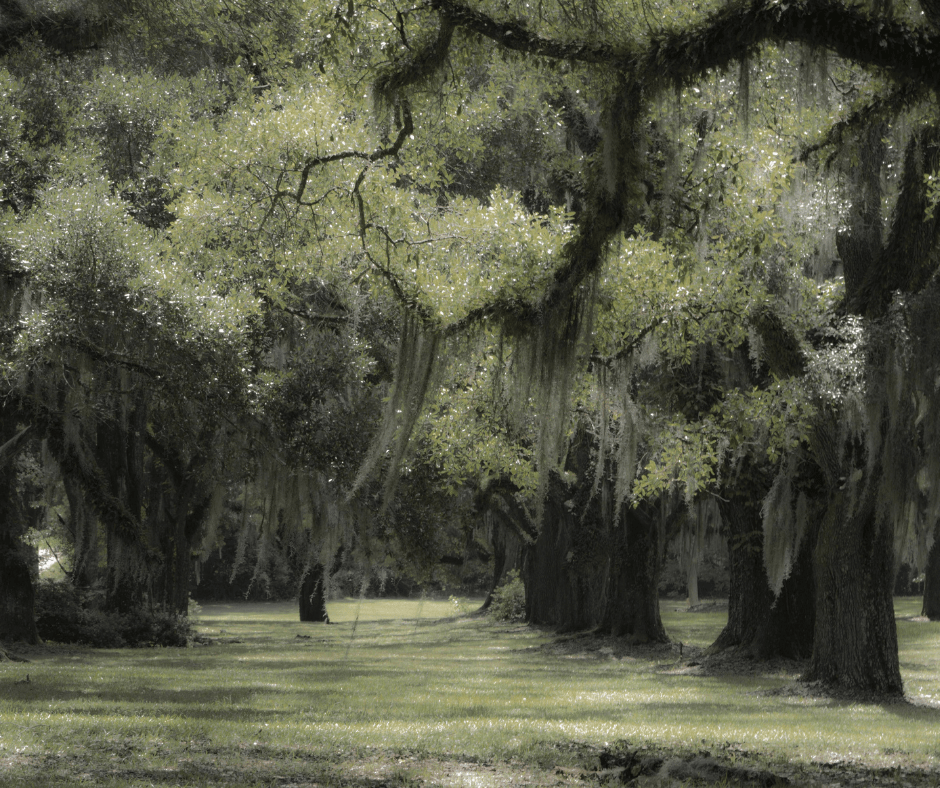 The Best List of Caves in Louisiana World of Caves