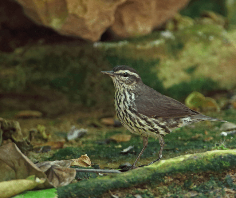The Best List of Caves in Louisiana World of Caves