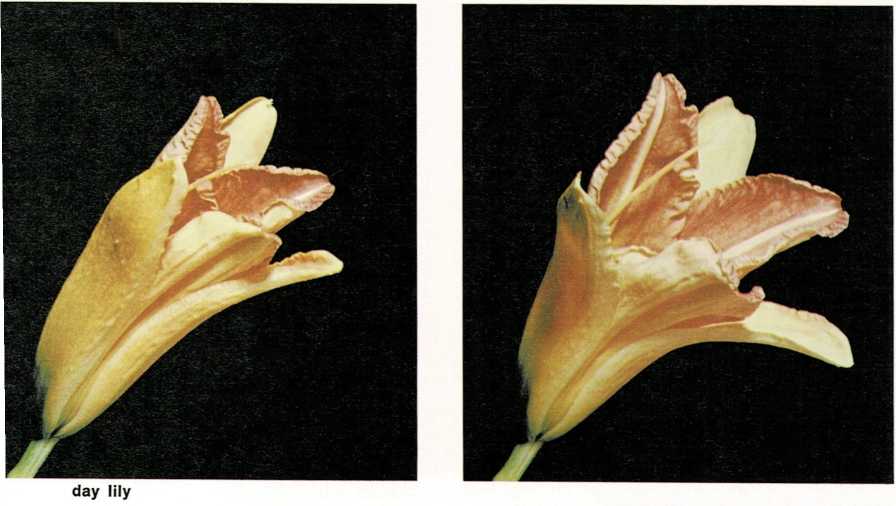 Plant Ways The World of Childcraft