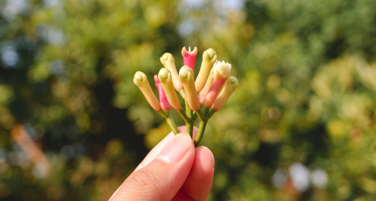 5 Incredible Cloves Dental Benefits Learn Easy DIY Remedies