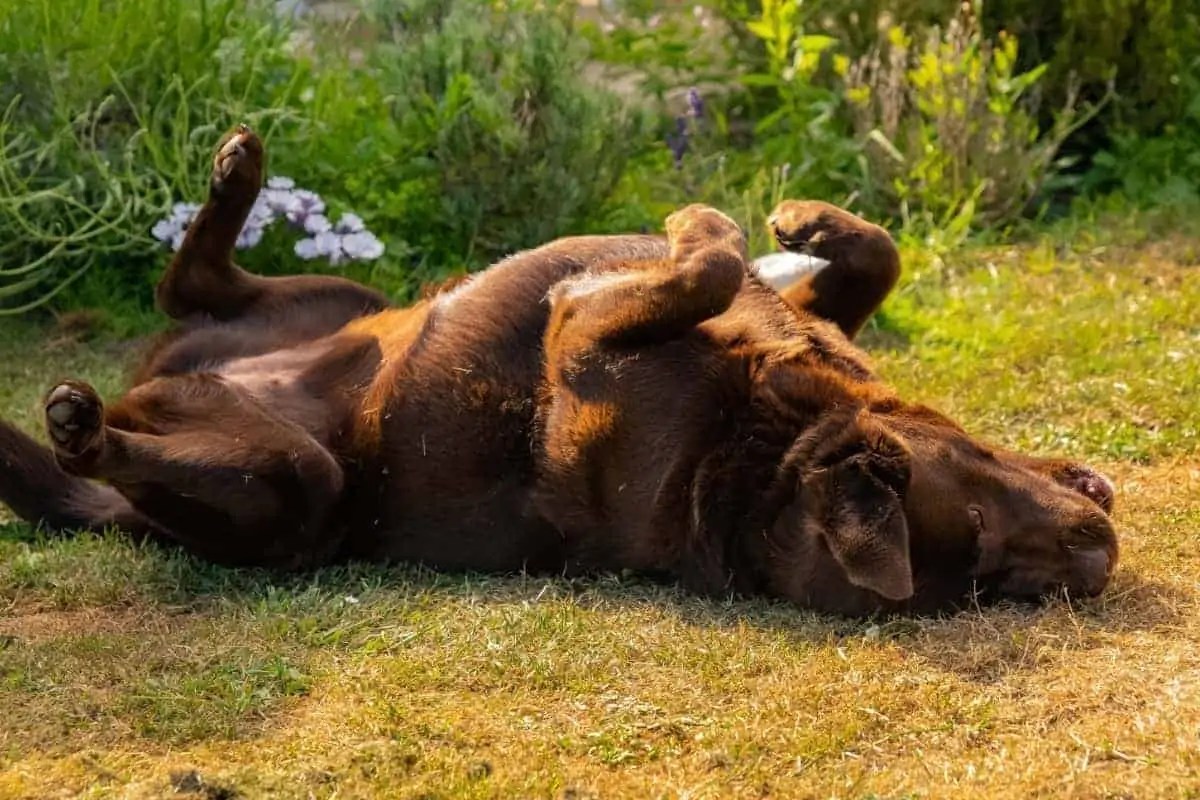 21 Common Labrador Behaviors Explained Decoding Your Lab! World of Dogz