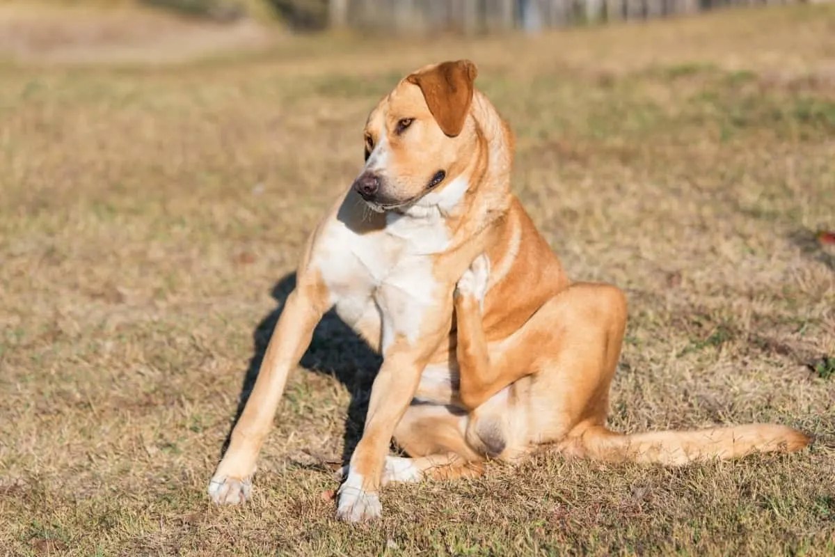 Labrador Shedding Tips for Managing Your Dog's Fur World of Dogz