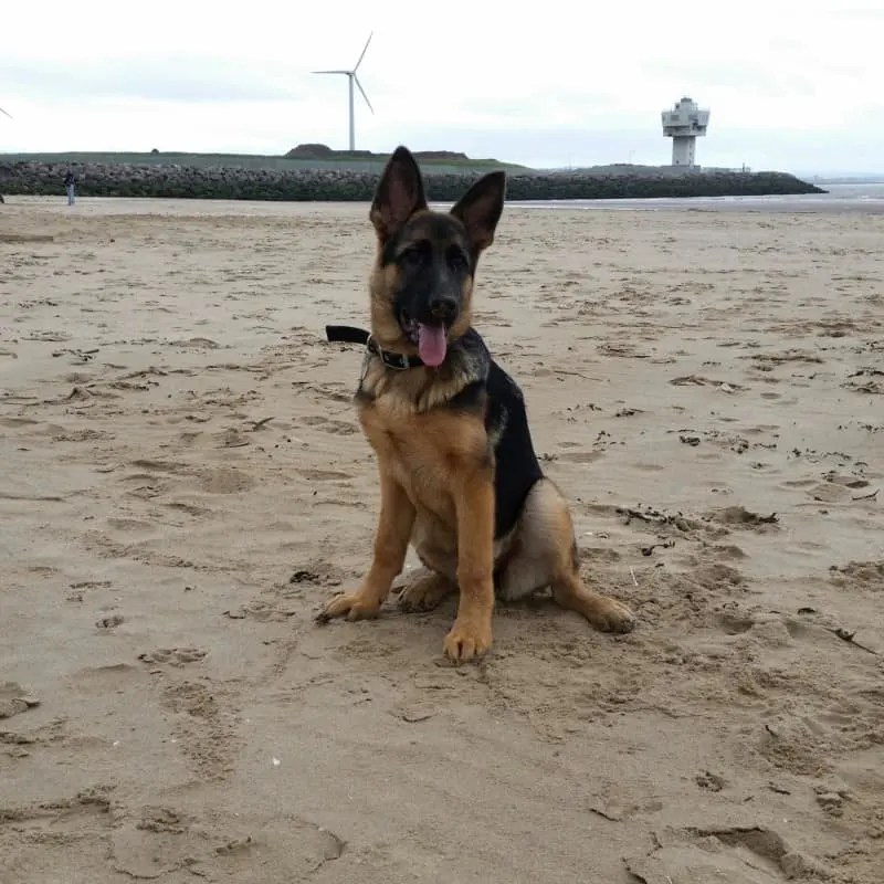 When Do German Shepherds Stop Growing? GSD Growth Chart World of Dogz