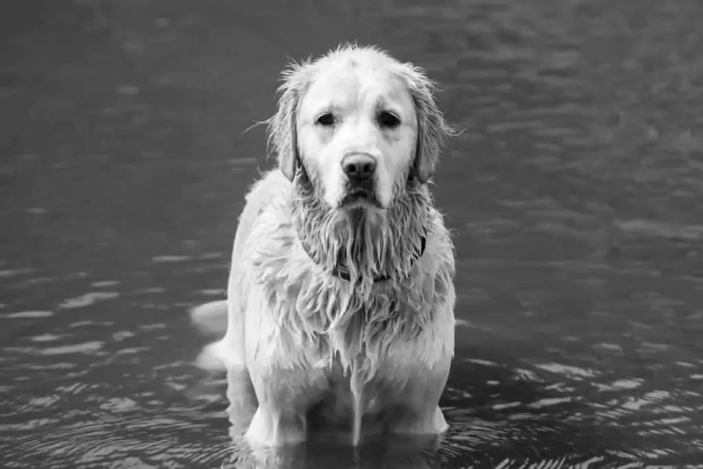 Long Haired Labrador Rarity, Cost, Traits, and More! World of Dogz