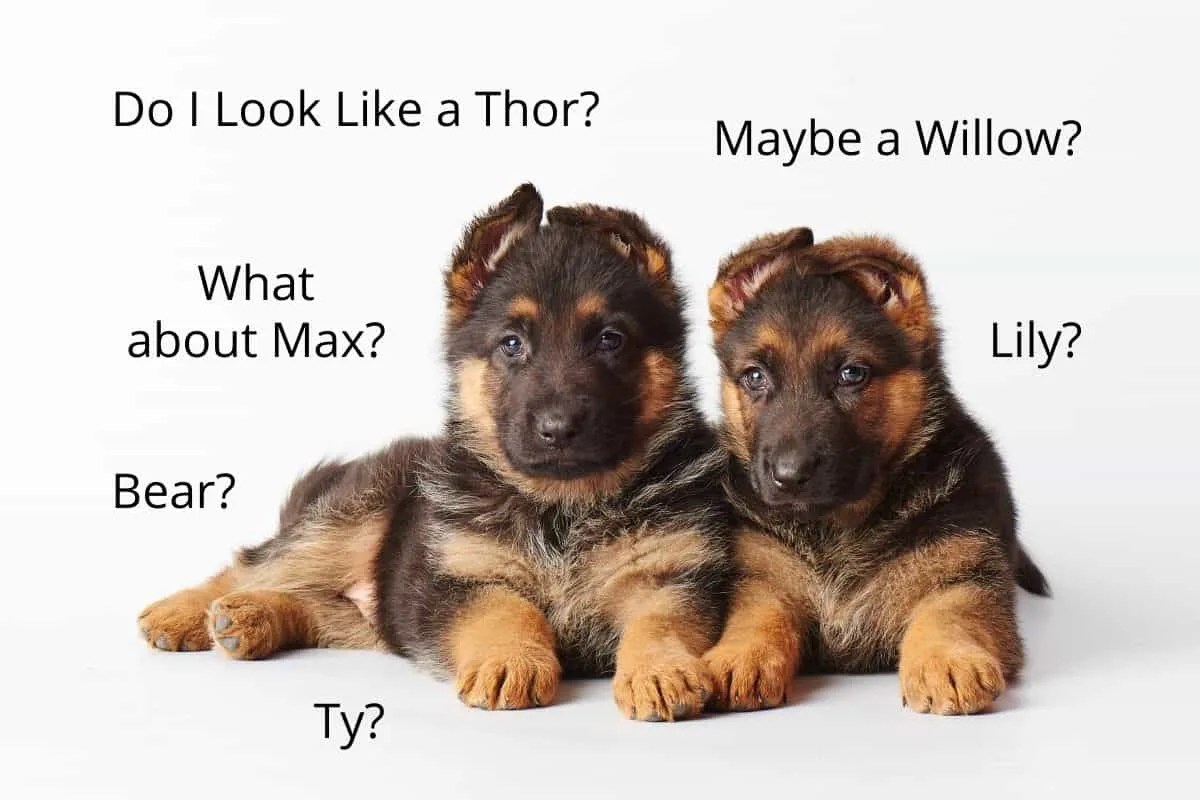 Top German Shepherd Names (Cool, Popular, Cute & Badass) World of Dogz