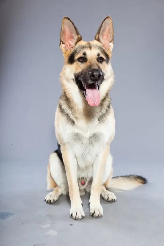 9 Interesting Facts About Silver German Shepherds World of Dogz