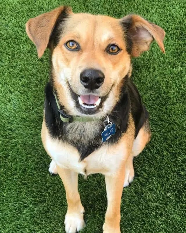 German Shepherd Beagle Lab Mix