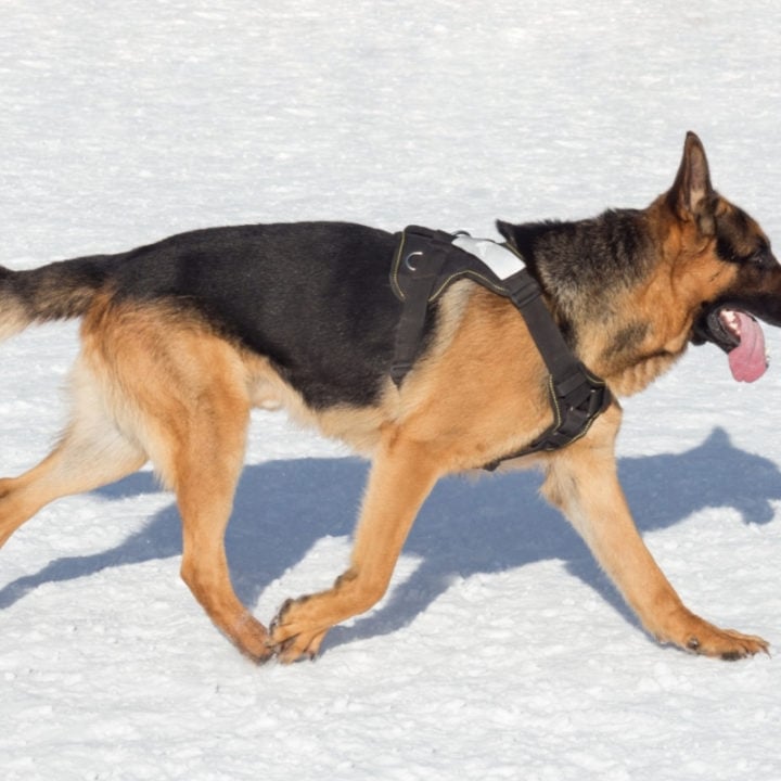 Short-Haired German Shepherds: 5 Reasons To Love This Breed – World Of Dogz